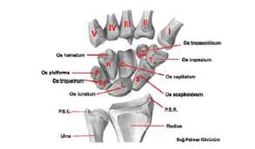El Bileği Kemikleri Türleri ve Özellikleri